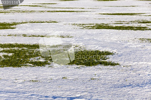 Image of sprouts of winter wheat  