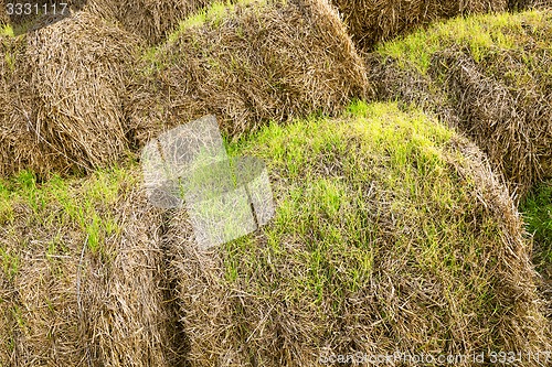 Image of the sprouted wheat  