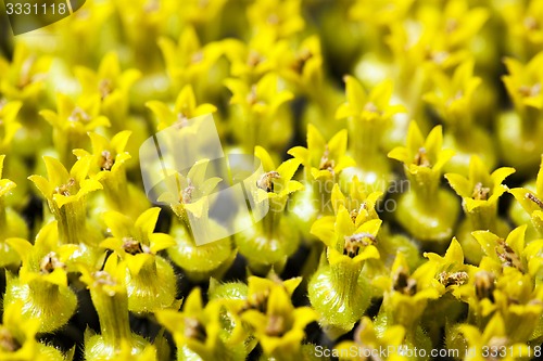 Image of sunflower  