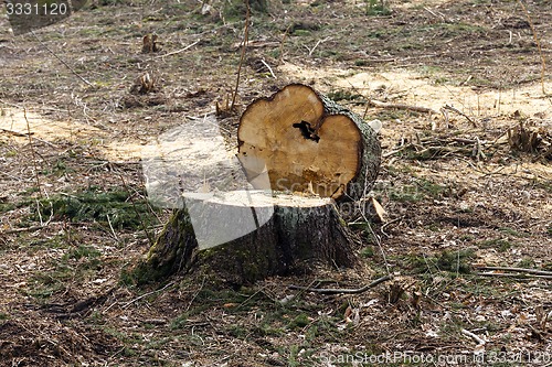 Image of old trees 