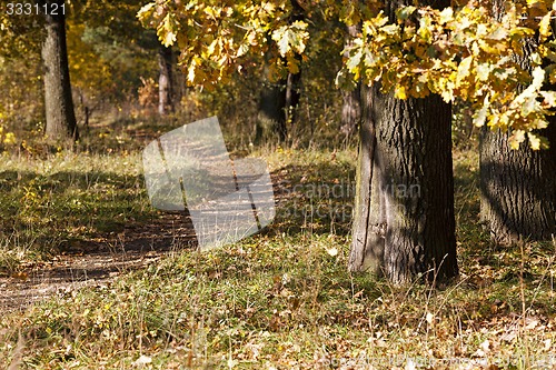 Image of trees in the fall 
