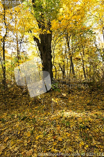 Image of the autumn wood 