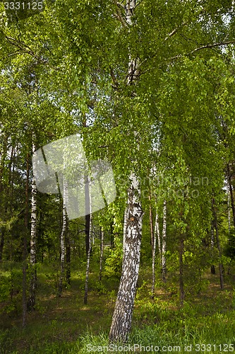 Image of small birch grove  