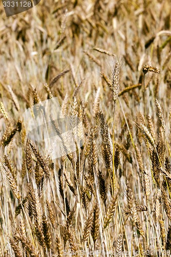 Image of ripened cereals  