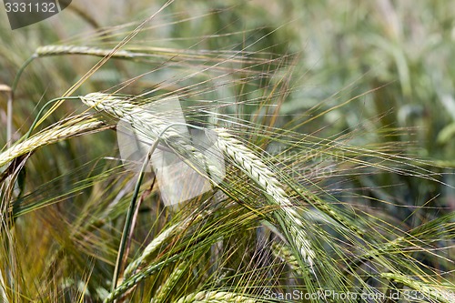 Image of ears of rye  