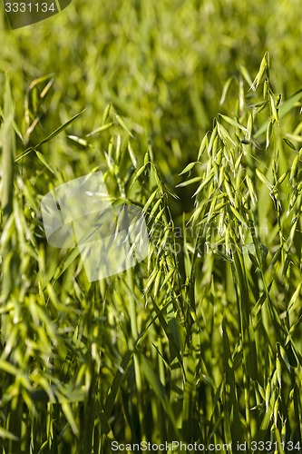 Image of ear in a field of oats  