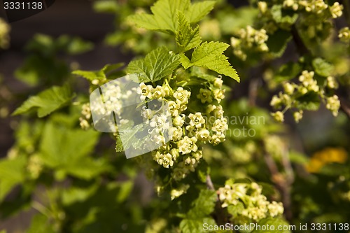 Image of flowering currant 