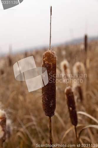 Image of   stems of cattail  