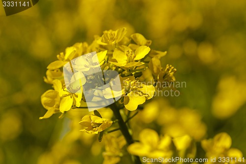 Image of blossoming colza  