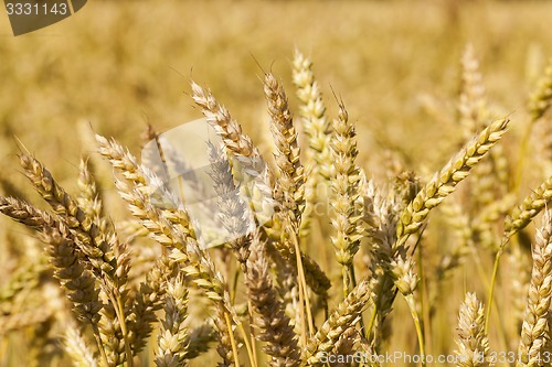 Image of ripened cereals  