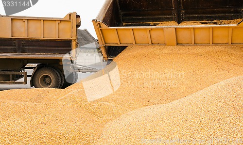 Image of corn  heap 