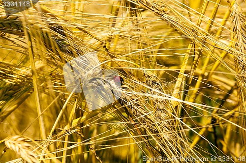 Image of ripened cereals  