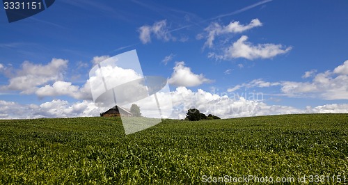 Image of corn field  