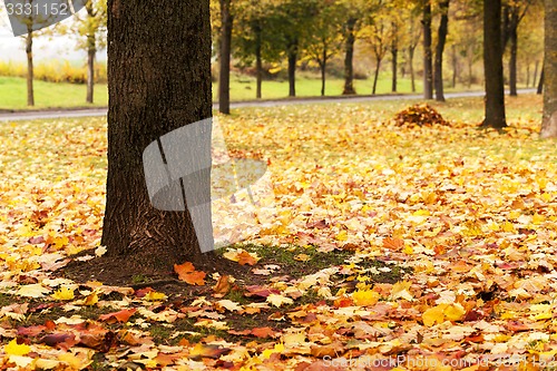 Image of trees in the fall 