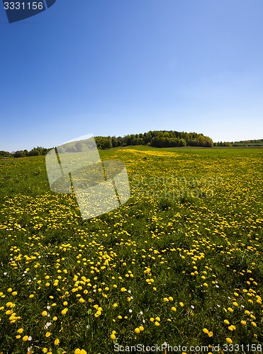 Image of Dandelion field  