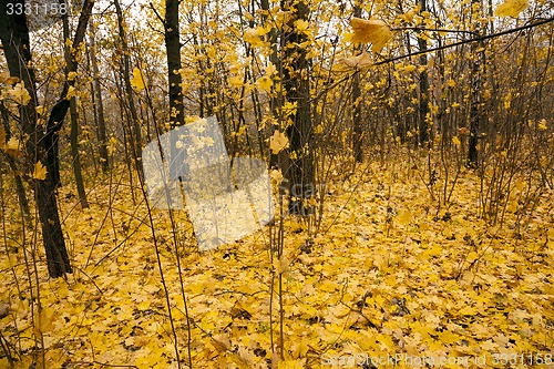 Image of the autumn wood  