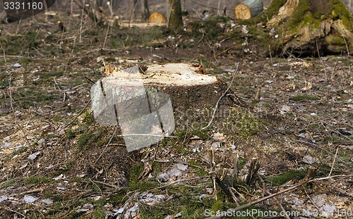 Image of old trees  