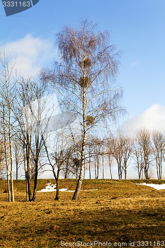 Image of trees in the spring  