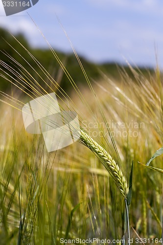 Image of ears rye  