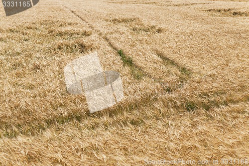 Image of broken wind wheat  