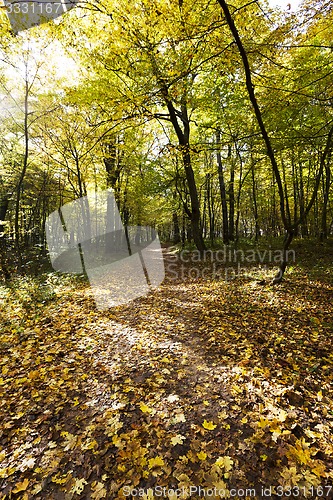 Image of the autumn wood 