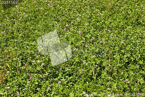 Image of flowering clover  