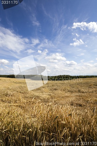 Image of wheat field  