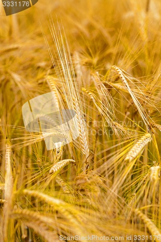 Image of ripened cereals  