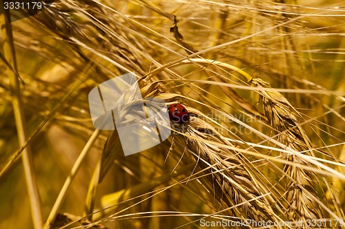 Image of ladybug 