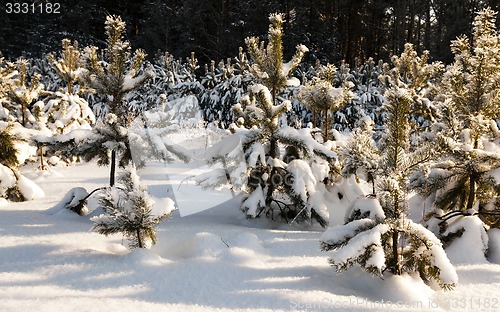 Image of fir-tree in the winter  