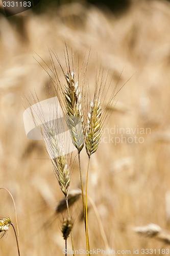 Image of ripened cereals  