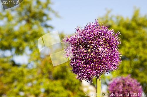 Image of inflorescence leek  