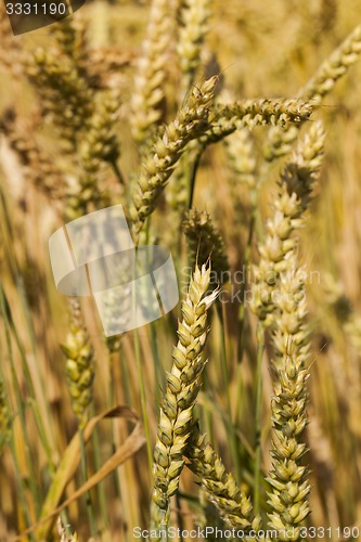 Image of ripened cereals  