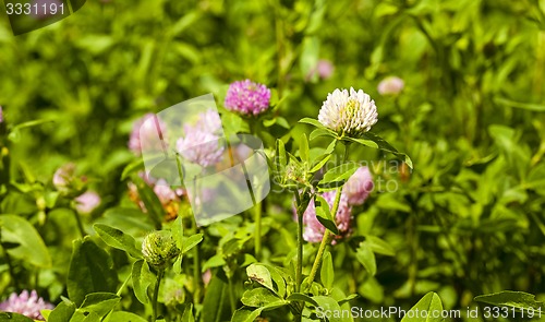 Image of flowering clover  