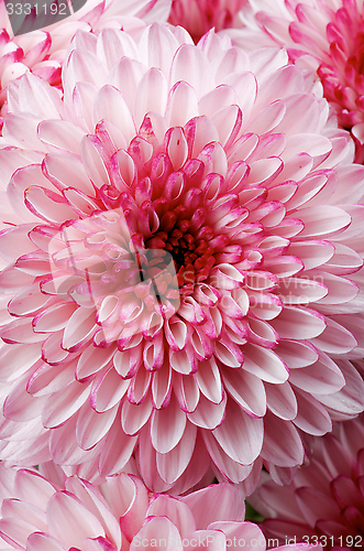 Image of Chrysanthemum