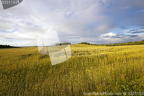 Image of wheat field  