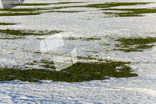 Image of sprouts of winter wheat  