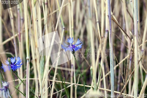 Image of cornflower 