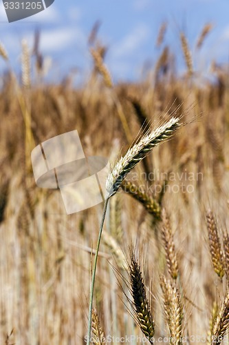 Image of wheat ears  