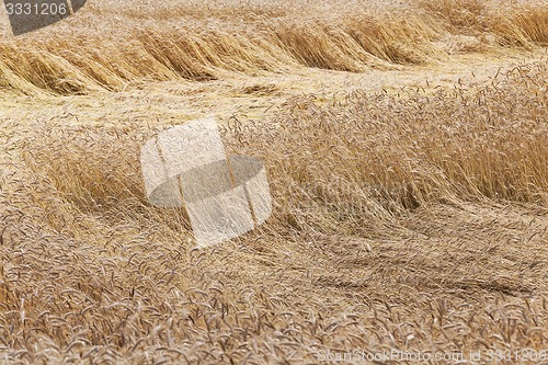 Image of broken wind wheat 