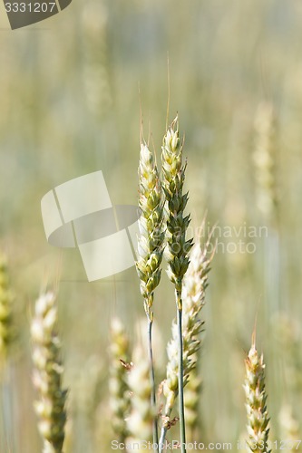 Image of wheat ears  