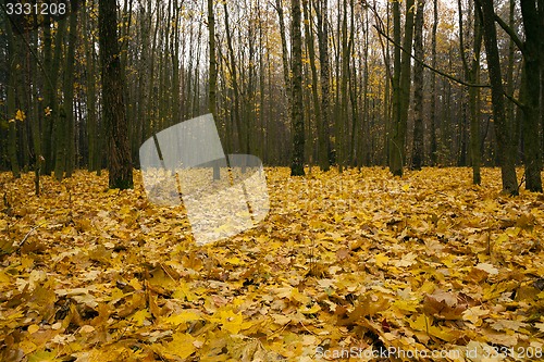 Image of the autumn wood  