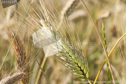 Image of rye ears  