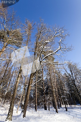 Image of winter trees  