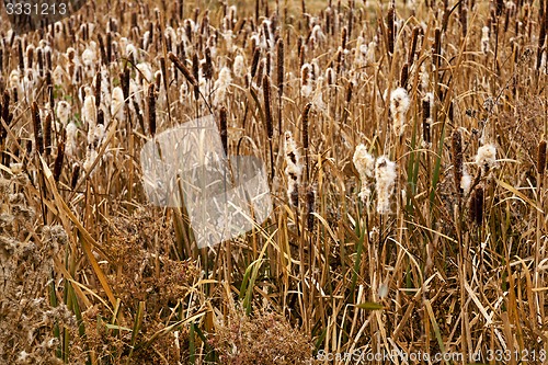 Image of   cattail  