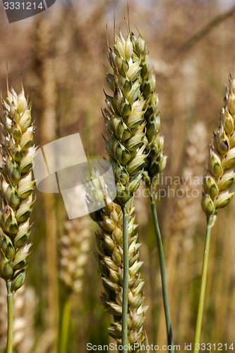 Image of cereals 