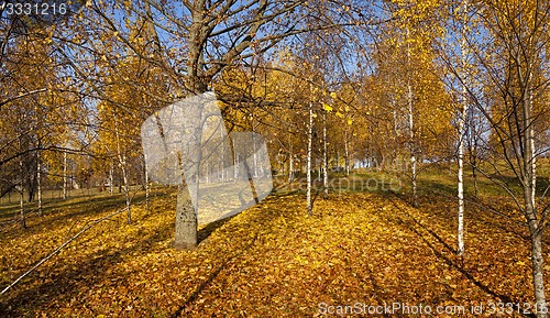 Image of trees in the fall  