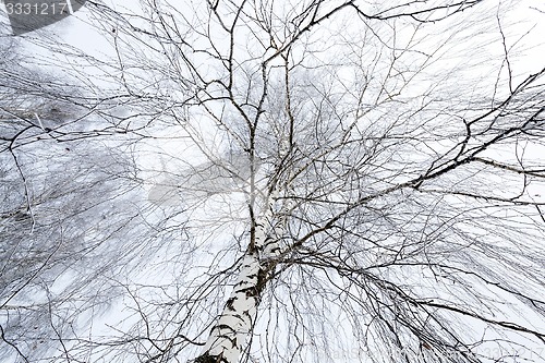 Image of winter trees  