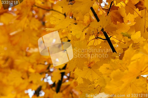 Image of yellow maple leaves  