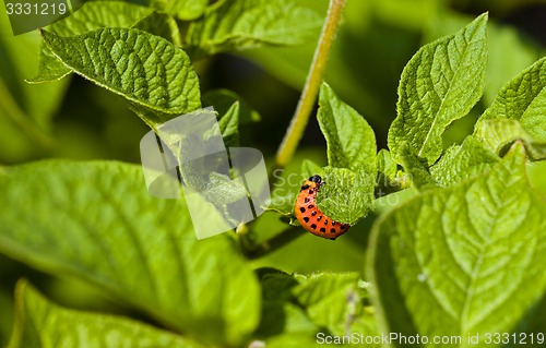 Image of  Colorado  beetle 